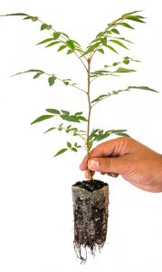 Planta pistachero cultivo in-vitro