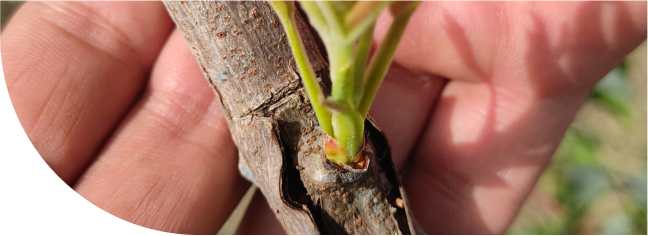 pistacho portada2 e1736337684589