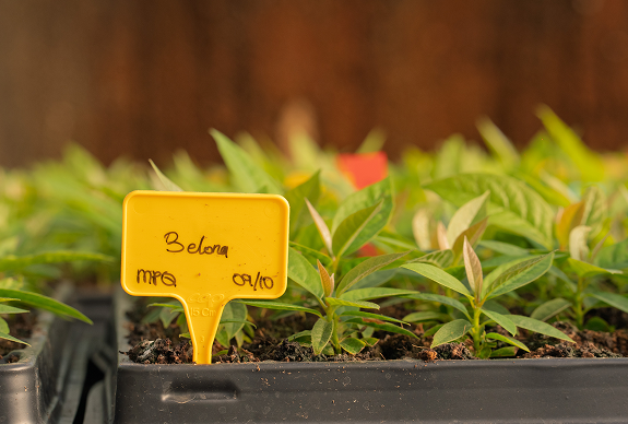 aguactes productos meristec