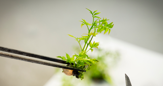 arandano portada mersitec