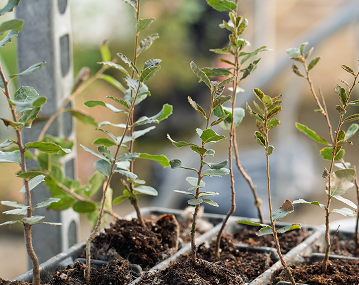 encina portada mersitec
