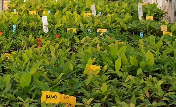 meristec aguacate in vitro