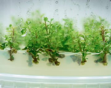 pistacho portada meristec