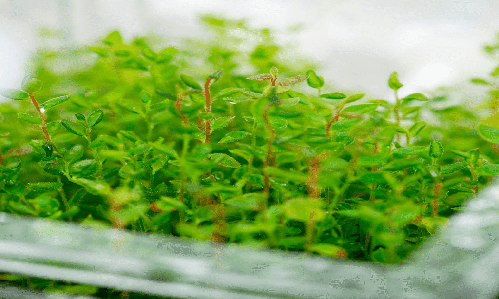 Reguladores del crecimiento