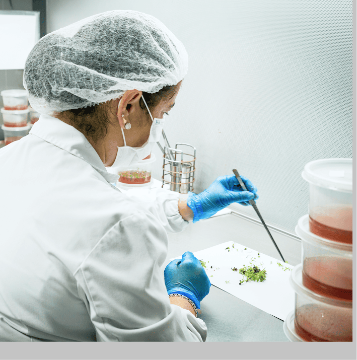 acerca de meristec 1