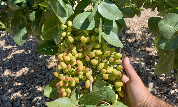Pistachos