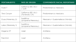 Portainjertos aguacate