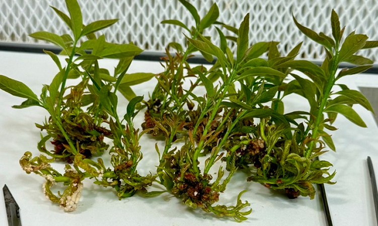 Portainjertos clonales de aguacate